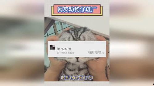 爆料明星进厂视频大全集,独家视频大全集幕后揭秘